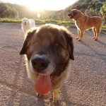 Skype and Video Call Training