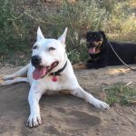 Two Dogs Sitting Down